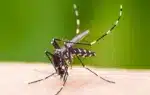 জুনে ডেঙ্গুতে মৃত্যু ছয় গুণ বেড়েছে।