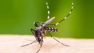 জুনে ডেঙ্গুতে মৃত্যু ছয় গুণ বেড়েছে।