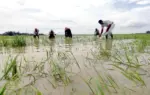 ২১ জেলার ৭২ হাজার হেক্টর জমির বিভিন্ন রকমের ফসল পানির নিচে তলিয়ে গেছে।