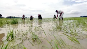 ২১ জেলার ৭২ হাজার হেক্টর জমির বিভিন্ন রকমের ফসল পানির নিচে তলিয়ে গেছে।