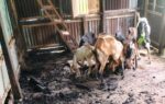 পালিয়ে যাওয়ার সময় দুর্বৃত্তরা তার বাড়ির পেছনের ছাগলের খামারে অগ্নিসংযোগ করে ও ১৮টি ছাগল লুট করে নেয়।