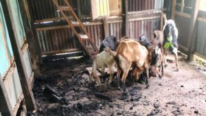 পালিয়ে যাওয়ার সময় দুর্বৃত্তরা তার বাড়ির পেছনের ছাগলের খামারে অগ্নিসংযোগ করে ও ১৮টি ছাগল লুট করে নেয়।