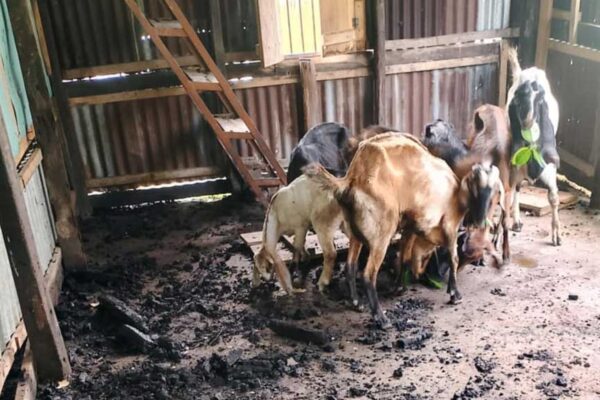 বরিশালে খ্রিষ্টান পল্লীতে হামলা, অগ্নিসংযোগ পালিয়ে যাওয়ার সময় দুর্বৃত্তরা তার বাড়ির পেছনের ছাগলের খামারে অগ্নিসংযোগ করে ও ১৮টি ছাগল লুট করে নেয়।