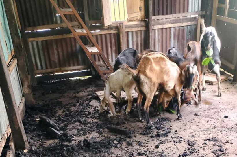 পালিয়ে যাওয়ার সময় দুর্বৃত্তরা তার বাড়ির পেছনের ছাগলের খামারে অগ্নিসংযোগ করে ও ১৮টি ছাগল লুট করে নেয়।