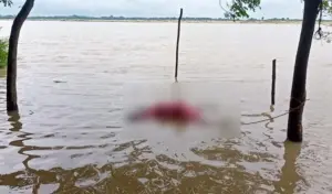 চলতি ২০২৫ সালে নদীগুলোতে প্রতিমাসে গড়ে ৪৩টি করে মরদেহ পাওয়া গেছে।