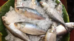 ৫০ টন ইলিশের প্রথম চালান ভারতের পেট্রাপোলে পৌঁছেছে।