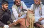 তিনজন তথাকথিত 'বক ধার্মিক' বৃদ্ধ লোকটিকে ধাওয়া করে ধরে ফেলেন।