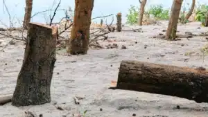 মানবসৃষ্ট কর্মকাণ্ডে দ্রুত বিলীন হচ্ছে বনভূমি।