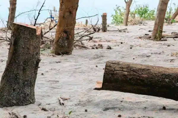 মানবসৃষ্ট কর্মকাণ্ডে দ্রুত বিলীন হচ্ছে বনভূমি।