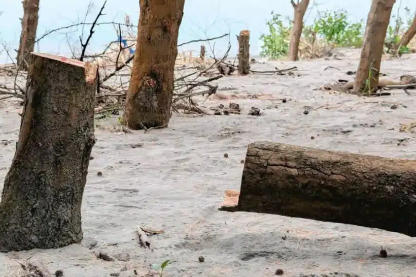 মানবসৃষ্ট কর্মকাণ্ডে দ্রুত বিলীন হচ্ছে বনভূমি।