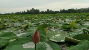 নির্বাচন কমিশনের (ইসি) সংরক্ষিত নির্বাচনী প্রতীকের তালিকায় যুক্ত হয়েছে ‘শাপলা কলি’ প্রতীক।