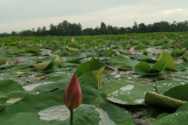নির্বাচন কমিশনের (ইসি) সংরক্ষিত নির্বাচনী প্রতীকের তালিকায় যুক্ত হয়েছে ‘শাপলা কলি’ প্রতীক।