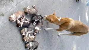 ৮টি ছানাকে বস্তায় ভরে পুকুরে ডুবিয়ে হত্যার অভিযোগ উঠেছে ক্ষুদ্র কৃষক ফাউন্ডেশনের এক কর্মকর্তার স্ত্রীর বিরুদ্ধে।