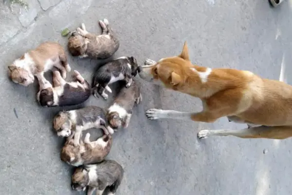 ৮টি ছানাকে বস্তায় ভরে পুকুরে ডুবিয়ে হত্যার অভিযোগ উঠেছে ক্ষুদ্র কৃষক ফাউন্ডেশনের এক কর্মকর্তার স্ত্রীর বিরুদ্ধে।