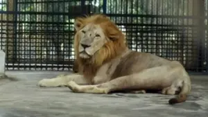 ঢাকার মিরপুরে জাতীয় চিড়িয়াখানার খাঁচা থেকে একটি সিংহ বের হয়ে গেছে।
