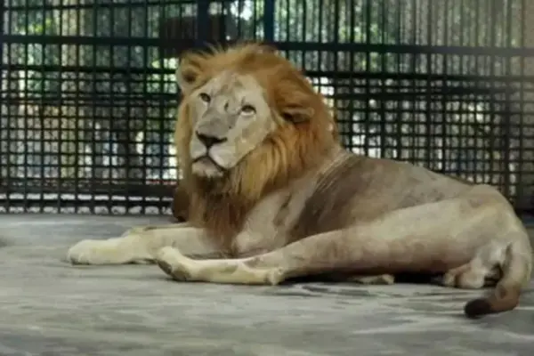 ঢাকার মিরপুরে জাতীয় চিড়িয়াখানার খাঁচা থেকে একটি সিংহ বের হয়ে গেছে।