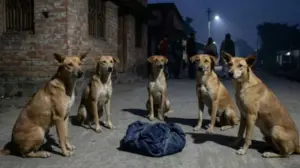 নবজাতক শিশুকে পাহারা দিয়ে রক্ষা করেছে একদল বেওয়ারিশ কুকুর।