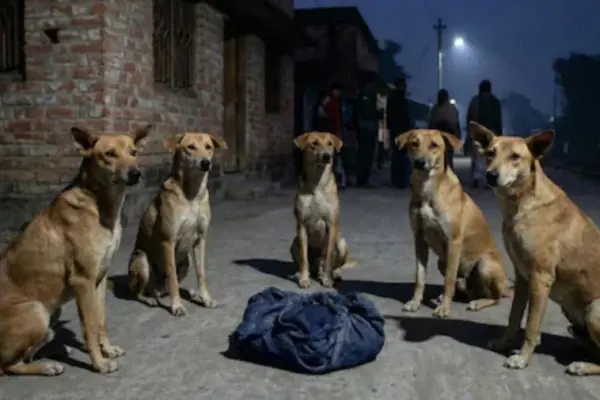 নবজাতক শিশুকে পাহারা দিয়ে রক্ষা করেছে একদল বেওয়ারিশ কুকুর।