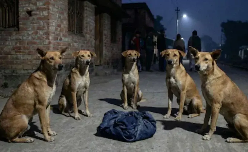 নবজাতক শিশুকে পাহারা দিয়ে রক্ষা করেছে একদল বেওয়ারিশ কুকুর।