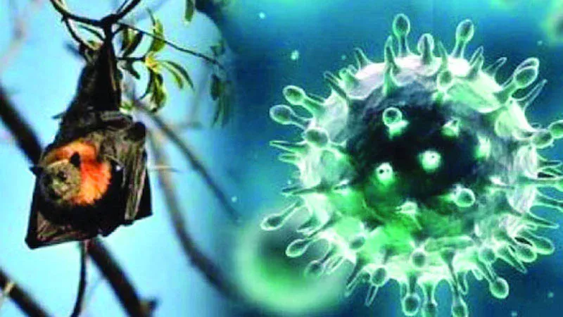 বাংলাদেশের ৩৫ জেলায় নিপাহ ভাইরাসের সংক্রমণ শনাক্ত হয়েছে।