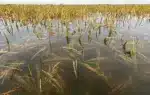 তলিয়ে গেছে হাওরের ধান।
