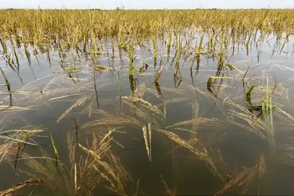 তলিয়ে গেছে হাওরের ধান।