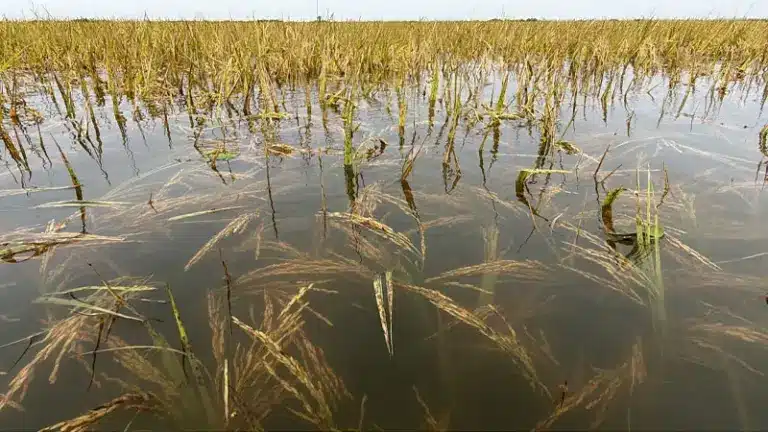 তলিয়ে গেছে হাওরের ধান।
