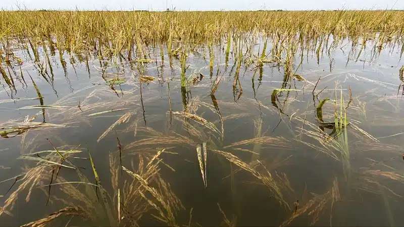 তলিয়ে গেছে হাওরের ধান।