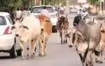 পশ্চিমবঙ্গের রাস্তায় কয়েকটি পশু।