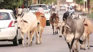 পশ্চিমবঙ্গের রাস্তায় কয়েকটি পশু।