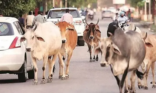 পশ্চিমবঙ্গের রাস্তায় কয়েকটি পশু।